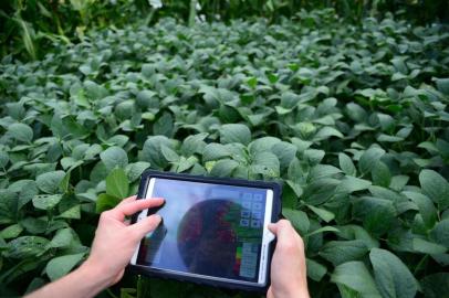  NÃO-ME-TOQUE, RS, BRASIL, 08-03-2017. Pauta Tecnologia na Agricultura. Fonte: Rafael Kretschemer, da Monsanto. (DIOGO ZANATTA/ESPECIAL)