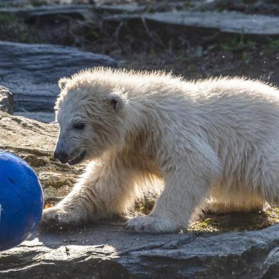 Polar bear cub Hertha feeds off her mother Tonja in their enclosure after Hertha was given her name on April 2, 2019 at the Tierpark zoo in Berlin. - The female cub was born at the zoo on December 1, 2018, and is sponsored by Berlins football team Hertha BSC. (Photo by John MACDOUGALL / AFP)