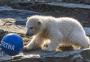 VÍDEO: ursa polar nascida em Berlim recebe nome de time de futebol