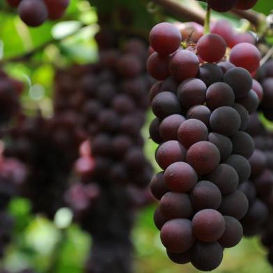  CAXIAS DO SUL, RS, BRASIL, 13/02/2019 - Produtores colhem uvas que serão distribuídas aos visitantes durante a festa, nos pavilhões. NA FOTO: propriedade de  Ademir Zanrosso, na Linha 40. Zanrosso, além de safristas, conta com a mãe, Aurora, para cortar e selecionar os melhores cachos da fruta. (Marcelo Casagrande/Agência RBS)