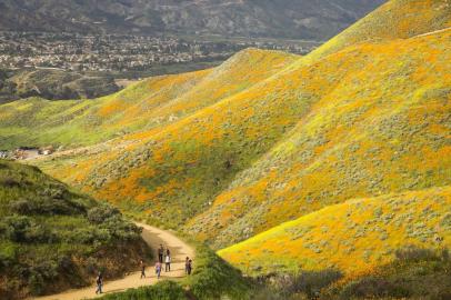 BLOOM-STONE-ART-LSPR-032619A super bloom in Lake Elsinore, Calif., March 20, 2019. A small town in Southern California has been swarmed by influencers and tourists seeking a rare, poppy-filled photo opportunity. (Emily Berl/The New York Times)Editoria: LLocal: LAKE ELSINOREIndexador: EMILY BERLFonte: NYTNSFotógrafo: STR