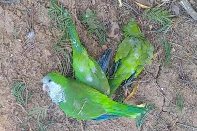 Iabam investiga morte de mais de 50 aves em Bagé