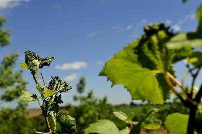 VACARIA, RS, BRASIL, 11/12/2018Produtores estão sendo afetados indiretamente pelo efeito do herbicida 2,4-D aplicado nas lavouras de soja .Fazenda do senhor José Sozo (camisa branca xadrez), produtor de maçã e uva em Vacaria.Folhas e uvas afetadas pelo herbicida (Lucas Amorelli/Agência RBS)