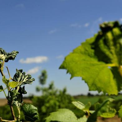 VACARIA, RS, BRASIL, 11/12/2018Produtores estão sendo afetados indiretamente pelo efeito do herbicida 2,4-D aplicado nas lavouras de soja .Fazenda do senhor José Sozo (camisa branca xadrez), produtor de maçã e uva em Vacaria.Folhas e uvas afetadas pelo herbicida (Lucas Amorelli/Agência RBS)