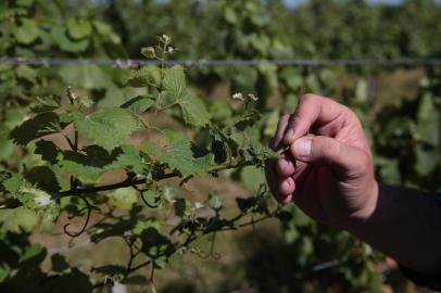  DOM PEDRITO, RS, BRASIL, 06/12/2018 - Produtores de uvas e oliveiras  estão tendo prejuízos na lavoura, por causa do uso do herbicida 2,4 D usado pelos produtores de soja. Na foto - Estância Guatambu, em Dom Pedrito. Proprietário Valter José Pötter.  (FOTOGRAFO: FERNANDO GOMES / AGENCIA RBS)