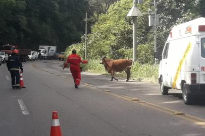 Um caminhão transportando gado saiu da pista e caiu em um barranco no km 47 da RS-122 em Farroupilha. Conforme o Grupo Rodoviário, o motorista do caminhão teve ferimentos e foi encaminhado ao Hospital São Carlos.