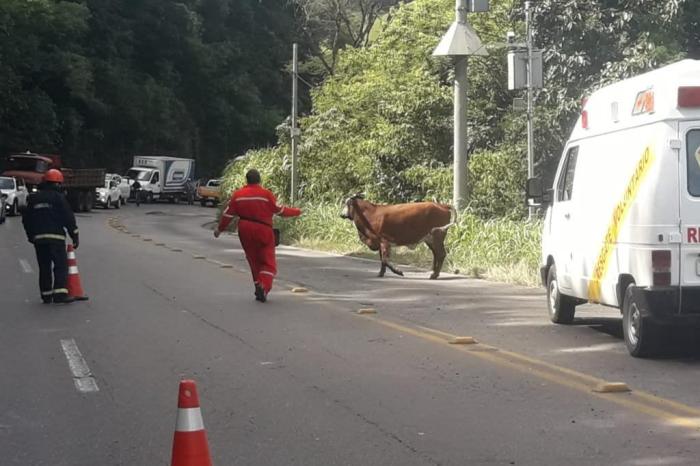 Grupo Rodoviário / Divulgação