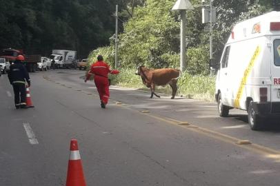 Um caminhão transportando gado saiu da pista e caiu em um barranco no km 47 da RS-122 em Farroupilha. Conforme o Grupo Rodoviário, o motorista do caminhão teve ferimentos e foi encaminhado ao Hospital São Carlos.