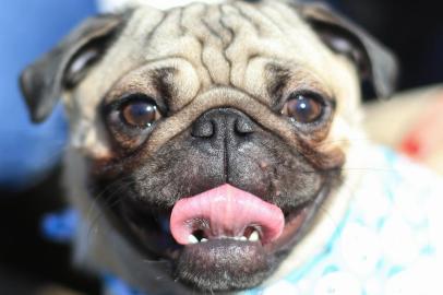  PORTO ALEGRE, RS, BRASIL - 23/07/2017 : 3º Encontro de pugs reúne dezenas de cães da raça no cachorródromo do Parque Moinhos de Vento, o Parcão. Na foto: Frederico (Liliane Souza). (FOTO: BRUNO ALENCASTRO/AGÊNCIA RBS)Indexador: Bruno Alencastro