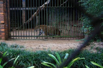  SAPUCAIA DO SUL, RB/BR 06.06.2018Zoológico de Sapucaia do Sul.  Onça Pintada.FOTÓGRAFO: TADEU VILANI AGÊNCIARBS