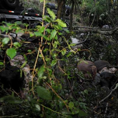  CAXIAS DO SUL, RS, BRASIL, 07/04/2019Dias pós acidente na curva da morte na ERS 122, o caminhão e os animais ainda estão no local. O acidente foi no km 47 entre São Vendelino e Nova Milano. (Lucas Amorelli/Agência RBS)