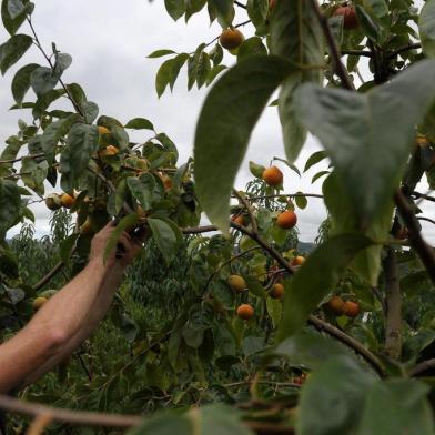  CAXIAS DO SUL, RS, BRASIL, 08/04/2019A família Buffon, começa a colheita do caqui em sua propriedade que cultiva tb uva e pêssego no distrito de Vila Seca. Caxias tem maior área cultivada no Estado e é o município maior produtor. Área cultivada está crescente.Luciano Buffon - filhoIdalina Bogo Buffon, 66 mãeLuís Buffon, 71 pai(Lucas Amorelli/Agência RBS)