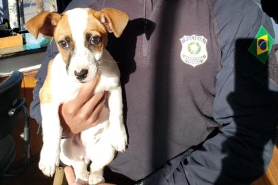 Cachorrinha abandonada no Posto da PRF em Caxias do Sul está disponível para adoção. 