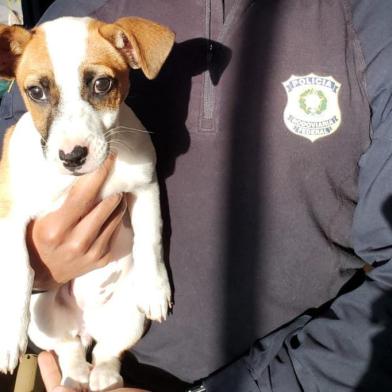 Cachorrinha abandonada no Posto da PRF em Caxias do Sul está disponível para adoção. 