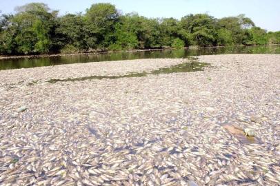 ***  Miro - Rio dos Sinos  ***Milhares de peixes apareceram mortos em um trecho do rio. Ao longo de 15 km da foz do Arroio Portão até o delta do Jacui.