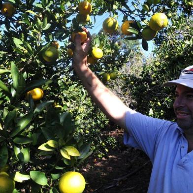  CAXIAS DO SUL, RS, BRASIL (10/04/2019)Produtores da Serra começam a colheita da laranja. Na foto, Eleandro Razadori, em Caravaggio da Terceira Légua. (Antonio Valiente/Agência RBS)