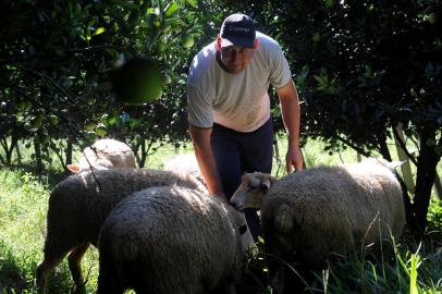 CAXIAS DO SUL, RS, BRASIL (10/04/2019)Produtores da Serra começam a colheita da laranja. Na foto, Rafael Potter, em Vila Cristina. (Antonio Valiente/Agência RBS)