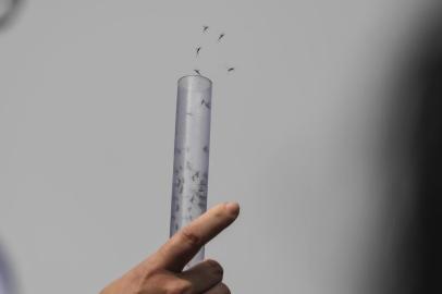  Experts form the Brazilian Fiocruz Institute release Aedes aegypti mosquitoes infected with a bacteria that prevents them from spreading dengue, Zika and Chikungunya at Ilha do Governador in Rio de Janeiro, Brazil, on August 29, 2017.The mosquitoes will infect others in their species, reducing the population which transmits the diseases.   / AFP PHOTO / Apu GomesEditoria: HTHLocal: Rio de JaneiroIndexador: APU GOMESSecao: epidemic and plagueFonte: AFPFotógrafo: STF