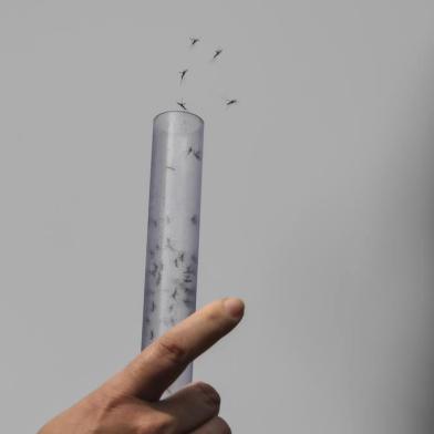  Experts form the Brazilian Fiocruz Institute release Aedes aegypti mosquitoes infected with a bacteria that prevents them from spreading dengue, Zika and Chikungunya at Ilha do Governador in Rio de Janeiro, Brazil, on August 29, 2017.The mosquitoes will infect others in their species, reducing the population which transmits the diseases.   / AFP PHOTO / Apu GomesEditoria: HTHLocal: Rio de JaneiroIndexador: APU GOMESSecao: epidemic and plagueFonte: AFPFotógrafo: STF