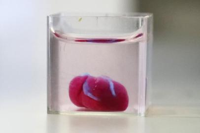 This photo taken on April 15, 2019 at the University of Tel Aviv shows a 3D print of heart with human tissue. - Scientists in Israel on Monday unveiled a 3D print of a heart with human tissue and vessels, calling it a first and a major medical breakthrough that advances possibilities for transplants. (Photo by JACK GUEZ / AFP)