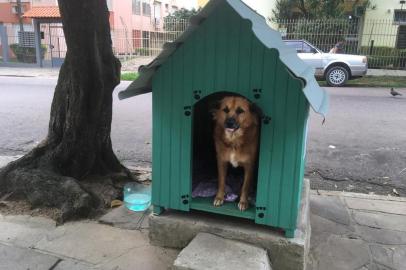 Prefeitura obriga moradores a remover casinhas que abrigam cães comunitários em Porto Alegre