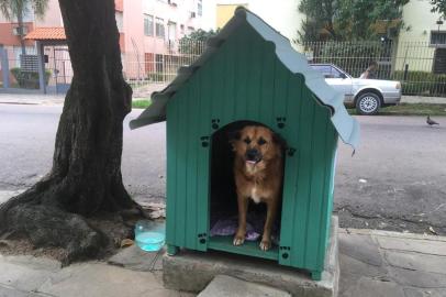 Prefeitura obriga moradores a remover casinhas que abrigam cães comunitários em Porto Alegre