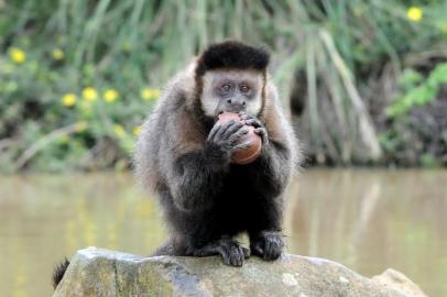 Os animais do Gramadozoo entraram no clima da Páscoa. Com a proposta de garantir o bem-estar animal, o programa de enriquecimento ambiental do zoológico de Gramado aproveita os aspectos lúdico e religioso da celebração. Nesta Sexta-feira Santa (19), a atividade ocupacional utilizou peixes ao invés de carne vermelha nos recintos dos grandes felinos. Espetos com sardinhas foram colocados para onças e lobo-guará. Os graxains e aves ganharam ovos cozidos pintados com tinta atóxica. Já os primatas, receberam ninhos com ovos de chocolate especial para animais. O enriquecimento temático de Páscoa continua até domingo (21).