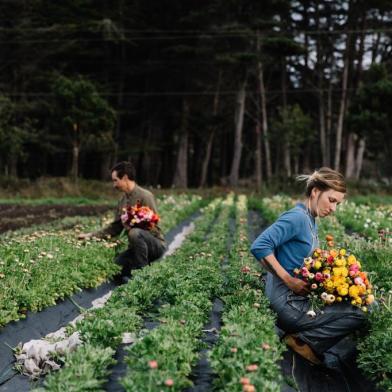 The fertile soil is a draw in Mendocino County. MENDOCINO COUNTY, Calif. â BC-TRAVEL-TIMES-36-CALIF-VILLAGE-ART-NYTSF â The fertile soil is a draw in Mendocino County. Ninety miles north of San Francisco, Mendocino County is just faraway enough to have narrowly escaped the Bay Areaâs radical transformation during the tech boom years. In contrast to other formerly quiet Northern California backwaters, Mendocino maintains its rural identity and eccentricities, including its longstanding status as one of the countryâs major marijuana-producing regions. (CREDIT: Lucille Lawrence/The New York Times)--ONLY FOR USE WITH ARTICLE SLUGGED â BC-TRAVEL-TIMES-36-CALIF-VILLAGE-ART-NYTSF â OTHER USE PROHIBITED.Editoria: TRALocal: ElkIndexador: Lucille LawrenceFonte: NYTNSFotógrafo: STR