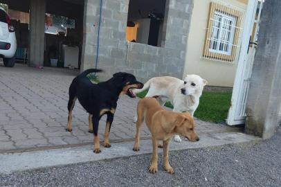 Cachorra Pérola (à frente), com sua mãe, Cristal (preta), e o pai, Lobo (branco). Pérola foi atropelada por um caminhão da Codeca e morreu. 