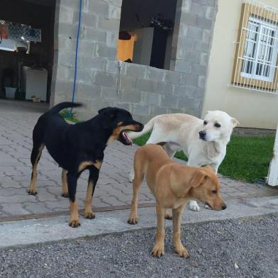 Cachorra Pérola (à frente), com sua mãe, Cristal (preta), e o pai, Lobo (branco). Pérola foi atropelada por um caminhão da Codeca e morreu. 