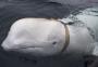 Especialistas desconfiam que baleia beluga encontrada na Noruega seja "espiã" russa