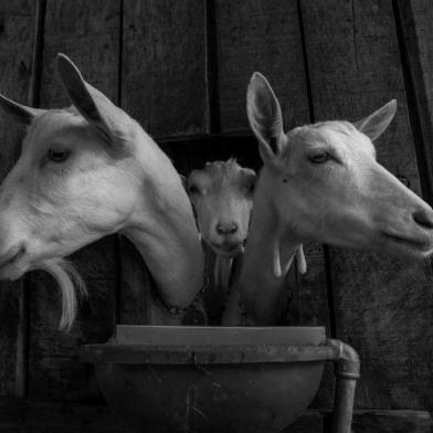 Com a foto ¿Cabras-Cabeças¿, o repórter fotográfico Fernando Kluwe Dias, servidor da Seapdr, participará de uma exposição fotográfica itinerante que percorrerá diversos espaços culturais nos países que participam a mostra do Prêmio New Holland de Fotojornalismo de 2018. 