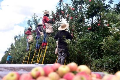  CAXIAS DO SUL, RS, BRASIL, 13/02/2019. Fotos para matéria de Economia. Colheita da maça na propriedade de Ermano Varaschi, em Vacaria. No próximo sábado, inicia oficialmente a colheita da safra. (Artur Alexandre/Divulgação)Indexador: Artur Alexandre