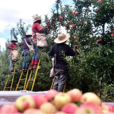  CAXIAS DO SUL, RS, BRASIL, 13/02/2019. Fotos para matéria de Economia. Colheita da maça na propriedade de Ermano Varaschi, em Vacaria. No próximo sábado, inicia oficialmente a colheita da safra. (Artur Alexandre/Divulgação)Indexador: Artur Alexandre