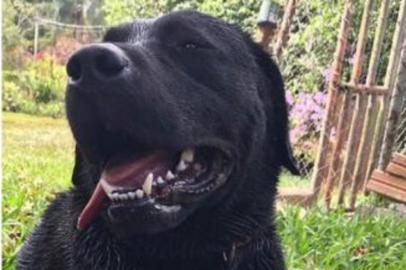 Cão que atuou no resgate em Brumadinho morre durante buscas em SC