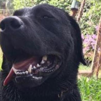 Cão que atuou no resgate em Brumadinho morre durante buscas em SC