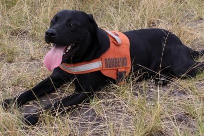 SC tem 10 cães bombeiros à disposição