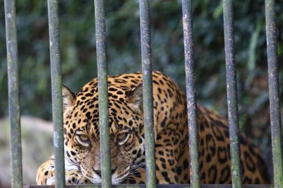  SAPUCAIA DO SUL,  RS, BRASIL, 09/05/2019- Zoológico de Sapucaia. (FOTOGRAFO: JEFFERSON BOTEGA / AGENCIA RBS)Indexador: Jefferson Botega