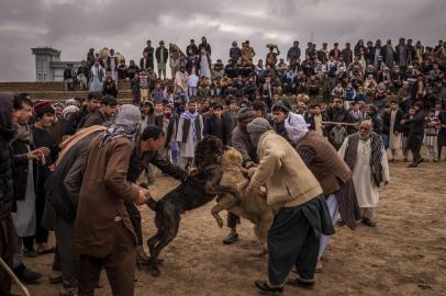 DOGFIGHTING-NORDLAND-ART-LSPRHoneybee and Leopard, with their handlers around them, during a dogfight in Mazar-i-Sharif, Afghanistan, March 22, 2019. In Afghanistan, dogfights attract stadium-sized crowds and big purses. Fighting birds and even camels also feed the Afghan love of animal âsports,â although religious leaders decry them as sinful. (Jim Huylebroek/The New York Times)Editoria: ILocal: MAZAR-I-SHARIFIndexador: JIM HUYLEBROEKFonte: NYTNSFotógrafo: STR