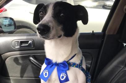  O cão comunitário Sorriso, que foi agredido e baleado em 13 de abril em Nova Hartz, no Vale do Sinos, foi adotado por um morador do município. Sorriso ficou 12 dias internado em uma clínica veterinária após ser ferido com golpes de pauladas e mutilado. Antes de ganhar um dono, o cachorro ficou em um lar temporário. Foto: Projeto Amor Não Tem Raça/Arquivo Pessoal