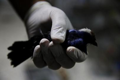 PORTO ALEGRE, RS, BRASIL, 20-05-2019: Sanhaço-frade recebe cuidados no Ibama após apreensão de cerca de 250 aves em condições irregulares no bairro Teresópolis. Os pássaros estavam sem os devidos cuidados, em gaiolas muito sujas, e havia animais sem anilha e com anilhas adulteradas. (Foto: Mateus Bruxel / Agência RBS)