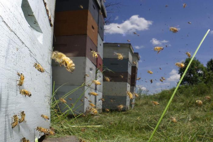 Vanishing of the Bees / Reprodução