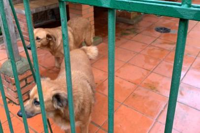 Os cães que viviam em casinhas na calçada no bairro Jardim do Salso estão presos na área das churrasqueiras do Condomínio Tulipa