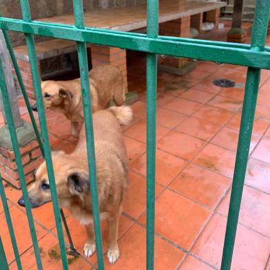 Os cães que viviam em casinhas na calçada no bairro Jardim do Salso estão presos na área das churrasqueiras do Condomínio Tulipa