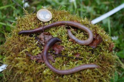 An undated image provided by Cristina Gonzalez Sevilleja shows two earthworms next to a two pound coin.An undated image provided by Cristina Gonzalez Sevilleja shows two earthworms next to a two pound coin. Worms are showing up in Earths northernmost forests, creating major unknowns for climate-change models. (Cristina Gonzalez Sevilleja via The New York Times) -- NO SALES; FOR EDITORIAL USE ONLY WITH NYT STORY SCI-EARTHWORMS-CLIMATE BY ALANNA MITCHELL FOR MAY 20, 2019. ALL OTHER USE PROHIBITED. --Editoria: ALocal: UNDATEDIndexador: CRISTINA GONZALEZ SEVILLEJAFonte: CRISTINA GONZALEZ SEVILLEJAFotógrafo: HO