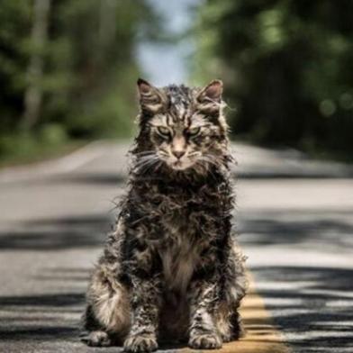 gato Leo , cemitério maldito