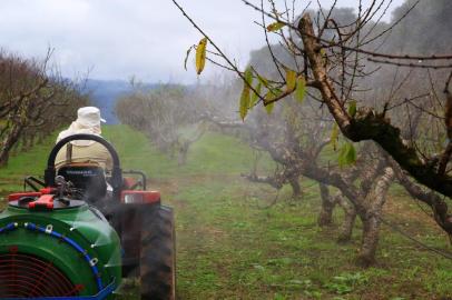  PORTO ALEGRE - RS - BR - 04.06.2019Aplicação de agrotóxicos em uma plantação de pêssegos.FOTÓGRAFO: TADEU VILANI AGÊNCIARBS EDITORIA CAMPO E LAVOURA