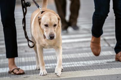 Dog owners spent close to 300 minutes each week walking with their dogs, about 200 more minutes of walking than people without dogs. FILE -- A dog is walked in lower Manhattan on Sept. 24, 2018. Dog owners spent close to 300 minutes each week walking with their dogs, about 200 more minutes of walking than people without dogs. (Jeenah Moon/The New York Times) Editoria: ALocal: NEW YORKIndexador: JEENAH MOONFonte: NYTNSFotógrafo: STR