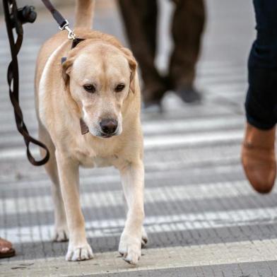 Dog owners spent close to 300 minutes each week walking with their dogs, about 200 more minutes of walking than people without dogs. FILE -- A dog is walked in lower Manhattan on Sept. 24, 2018. Dog owners spent close to 300 minutes each week walking with their dogs, about 200 more minutes of walking than people without dogs. (Jeenah Moon/The New York Times) Editoria: ALocal: NEW YORKIndexador: JEENAH MOONFonte: NYTNSFotógrafo: STR