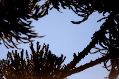  CAXIAS DO SUL, RS, BRASIL, 04/10/2018. Ambiental de clima com tempo bom em Caxias do Sul. (Diogo Sallaberry/Agência RBS)